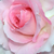 Roz - Trandafir teahibrid - Grand Siècle